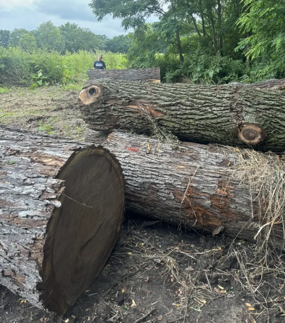BBW Timber field-harvest black walnut log collection