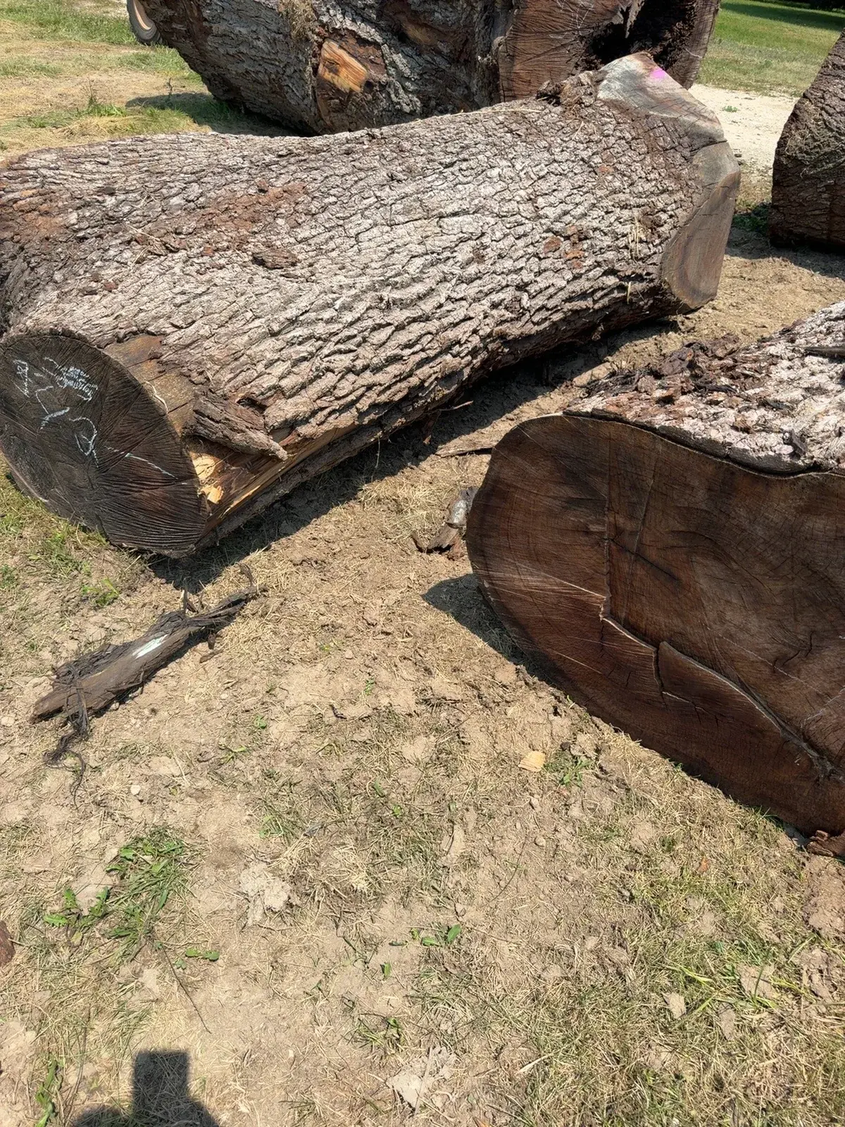 BBW Timber oversized mill-yard log inventory